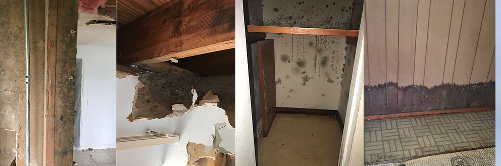 Mold remediation company in Fort myers 